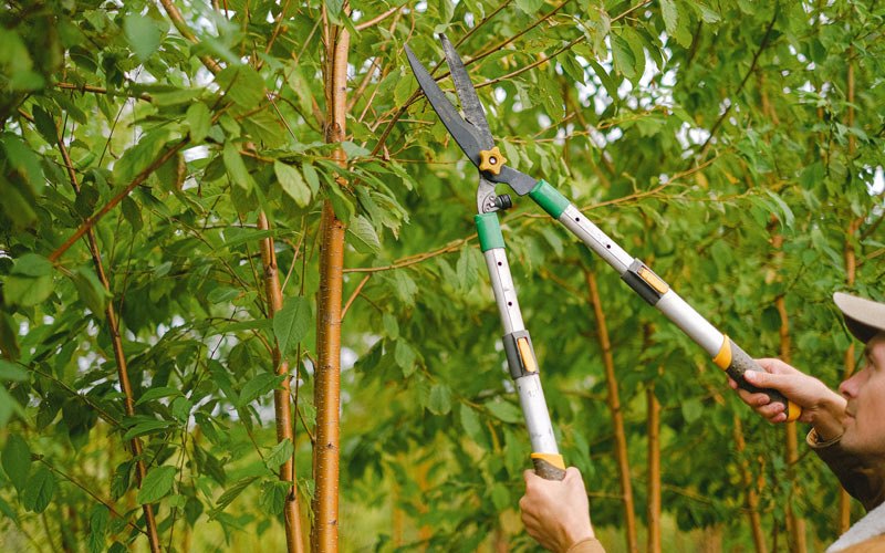 Tree trimming in Mount Carmel, TN
