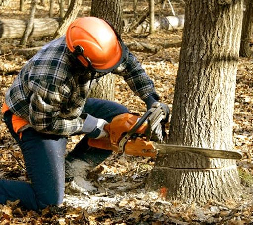 Tree Removal in Mount Carmel, TN